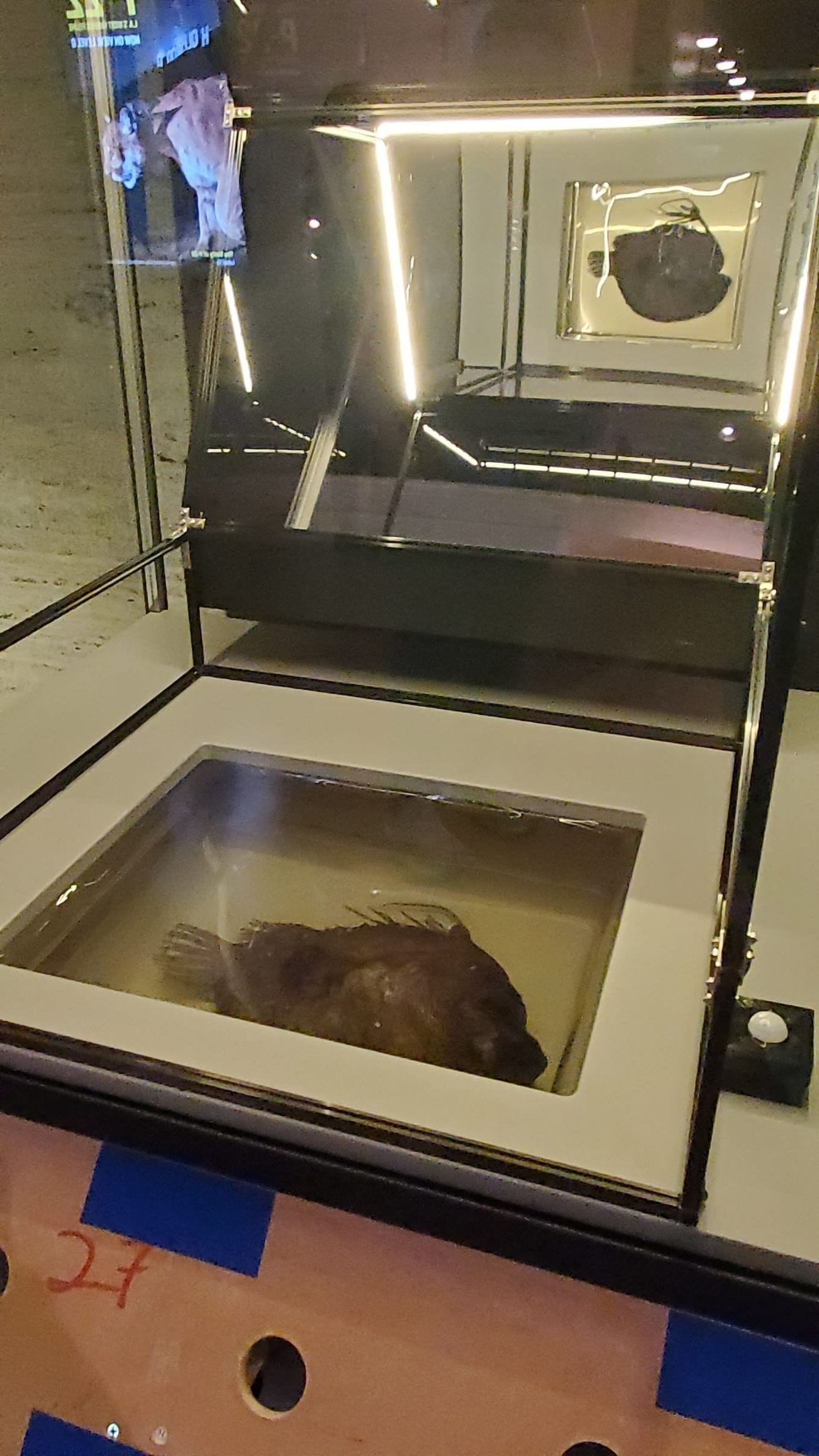 Close-up of Pacific footballfish specimen in exhibition case
