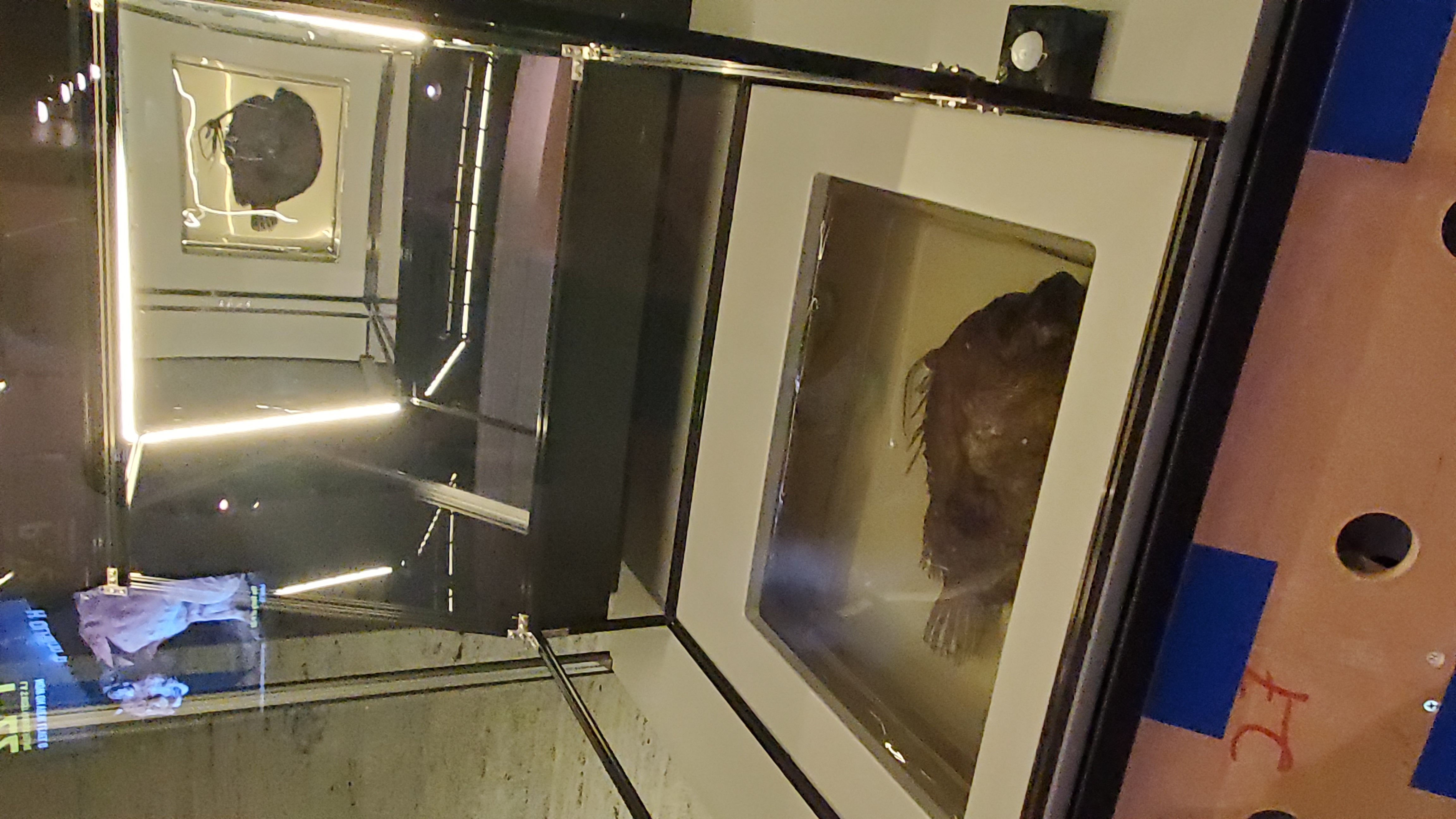 Close-up of Pacific footballfish specimen in exhibition case