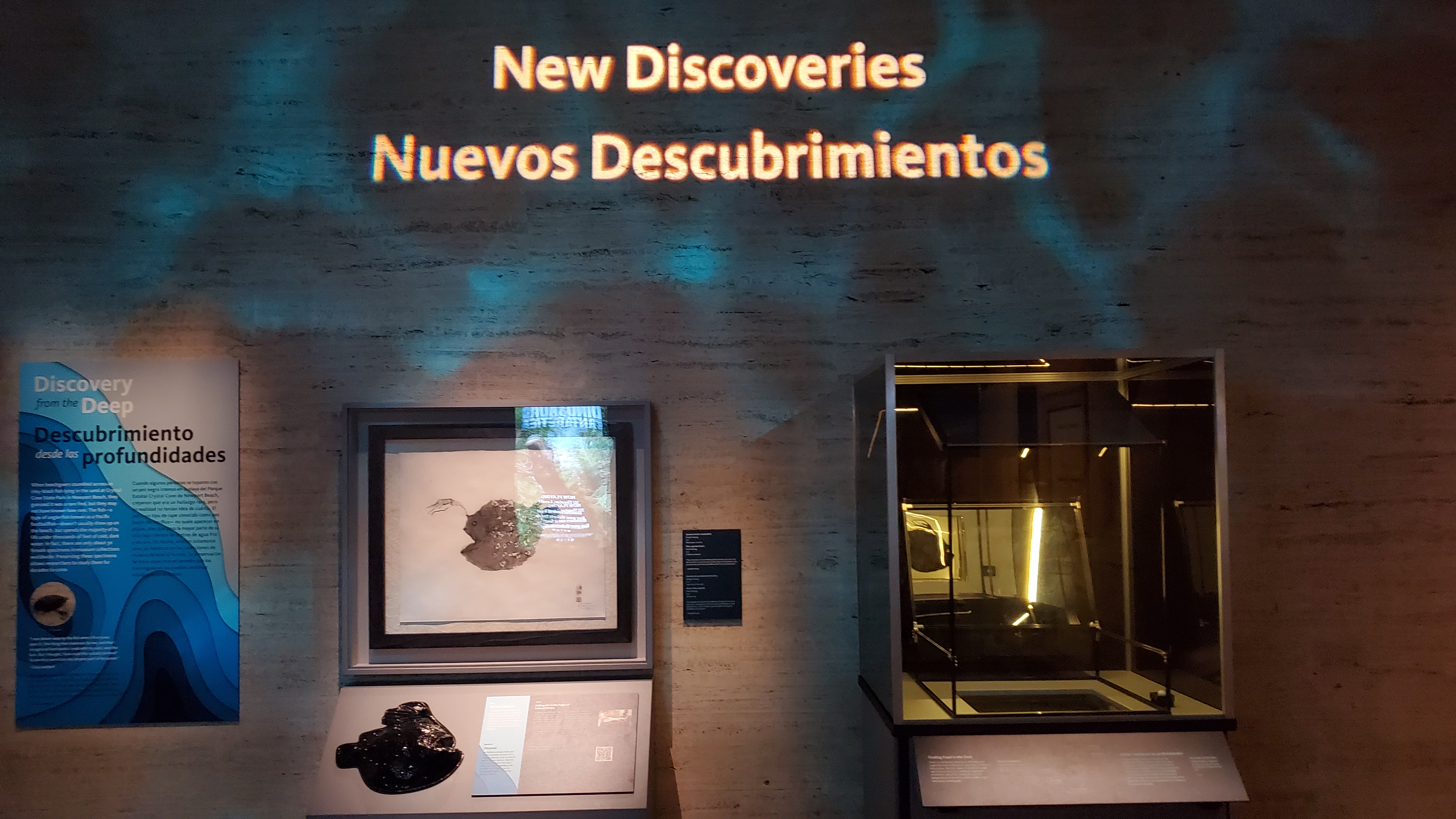 Wide view of illuminated anglerfish display case with motion-activated lighting