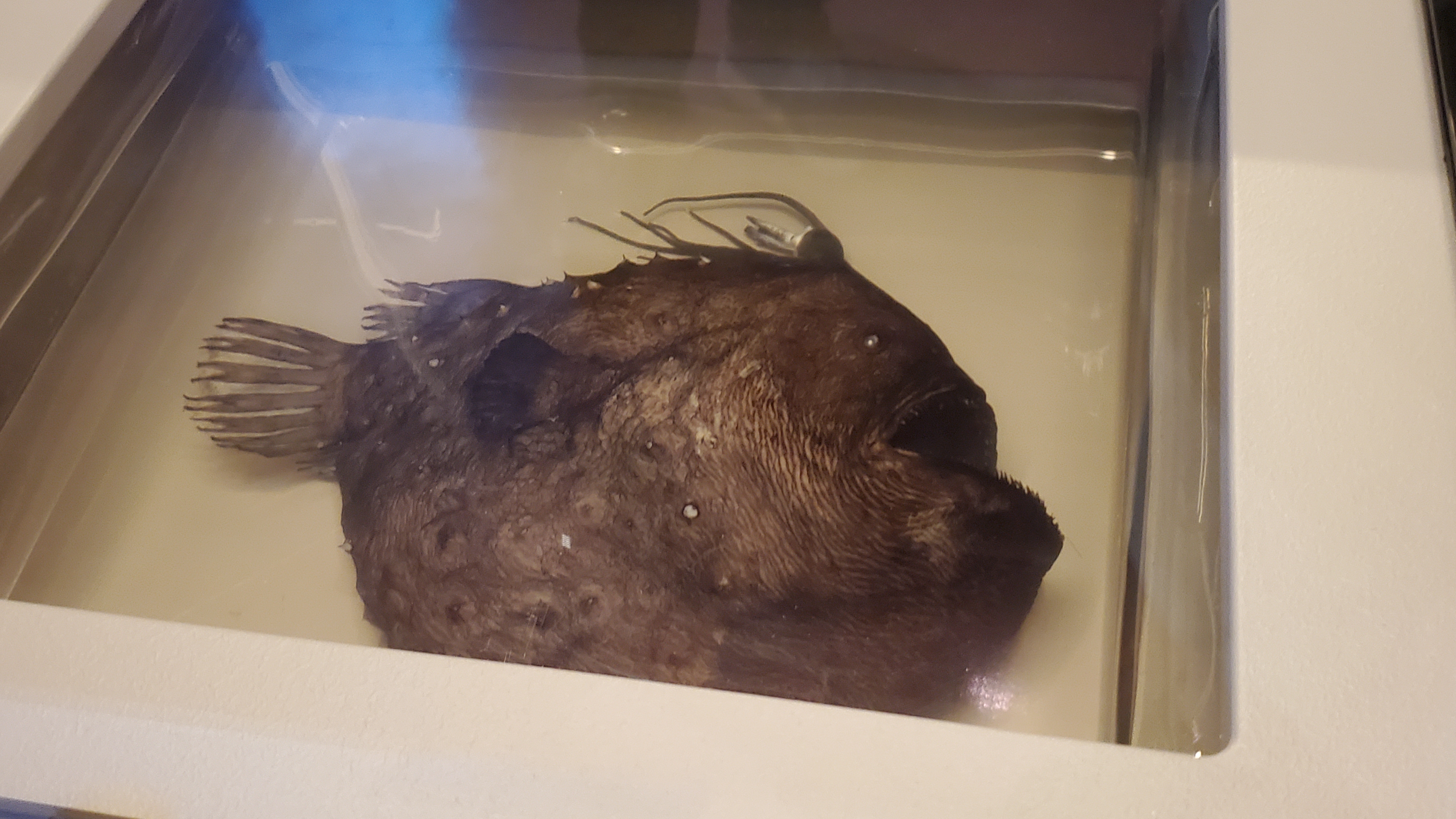 Pacific footballfish specimen preserved in jar